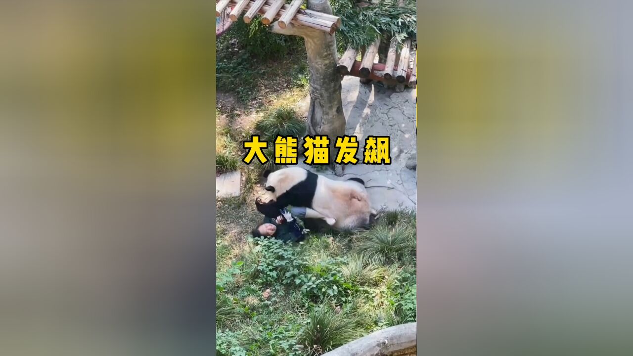 饲养员被大熊猫摁倒在地上