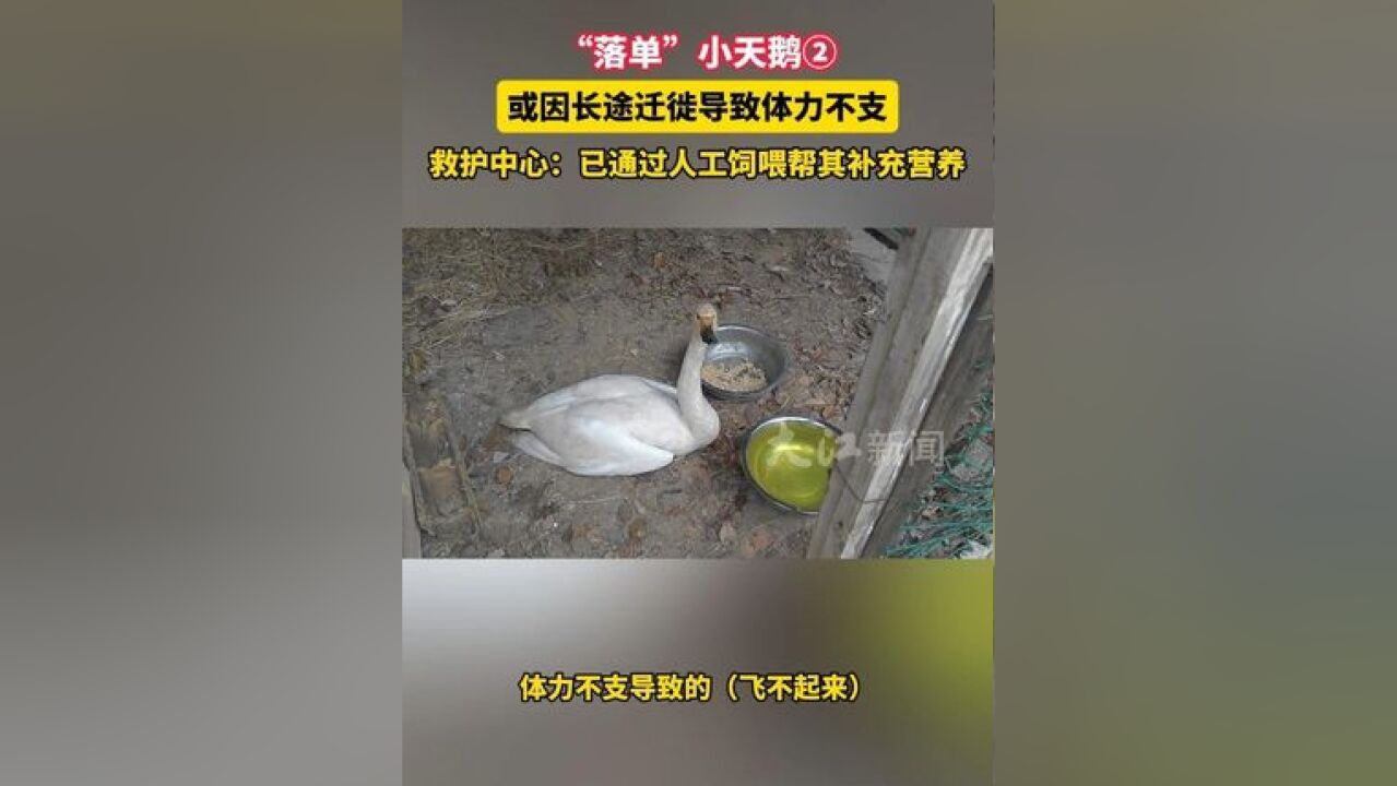 “落单”小天鹅② |或因长途迁徙导致体力不支 已通过人工饲喂补充营养