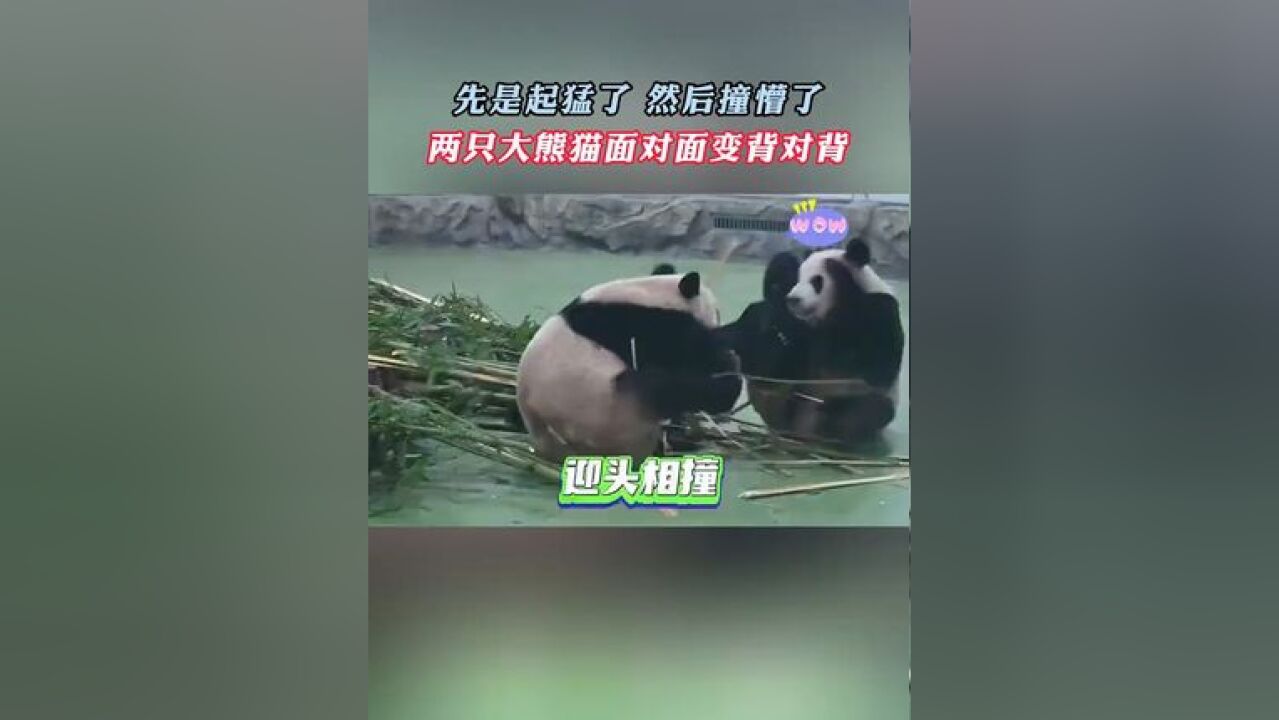 先是起猛了,然后撞懵了……