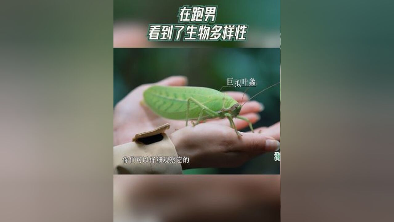 奔跑吧 在跑男看到了生物多样性