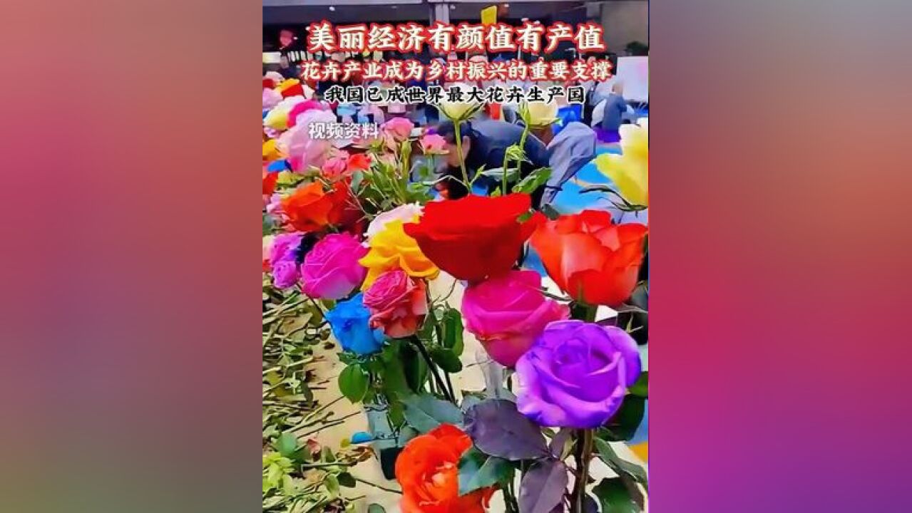 据国家林草局统计,我国已成为世界最大的花卉生产国,今年前三季度,我国花卉进出口贸易额超20亿元