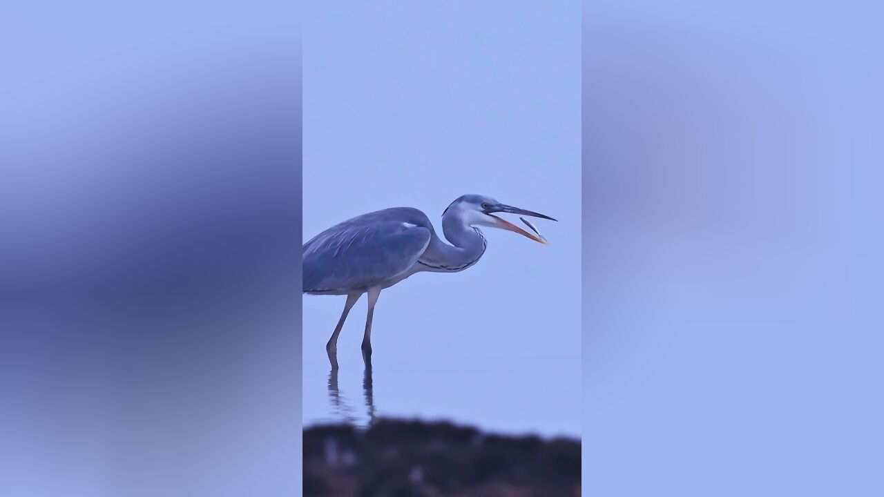 苍鹭可以站在水中半天一动不动,一击必中,这么大的个子一天得吃多少条小鱼儿