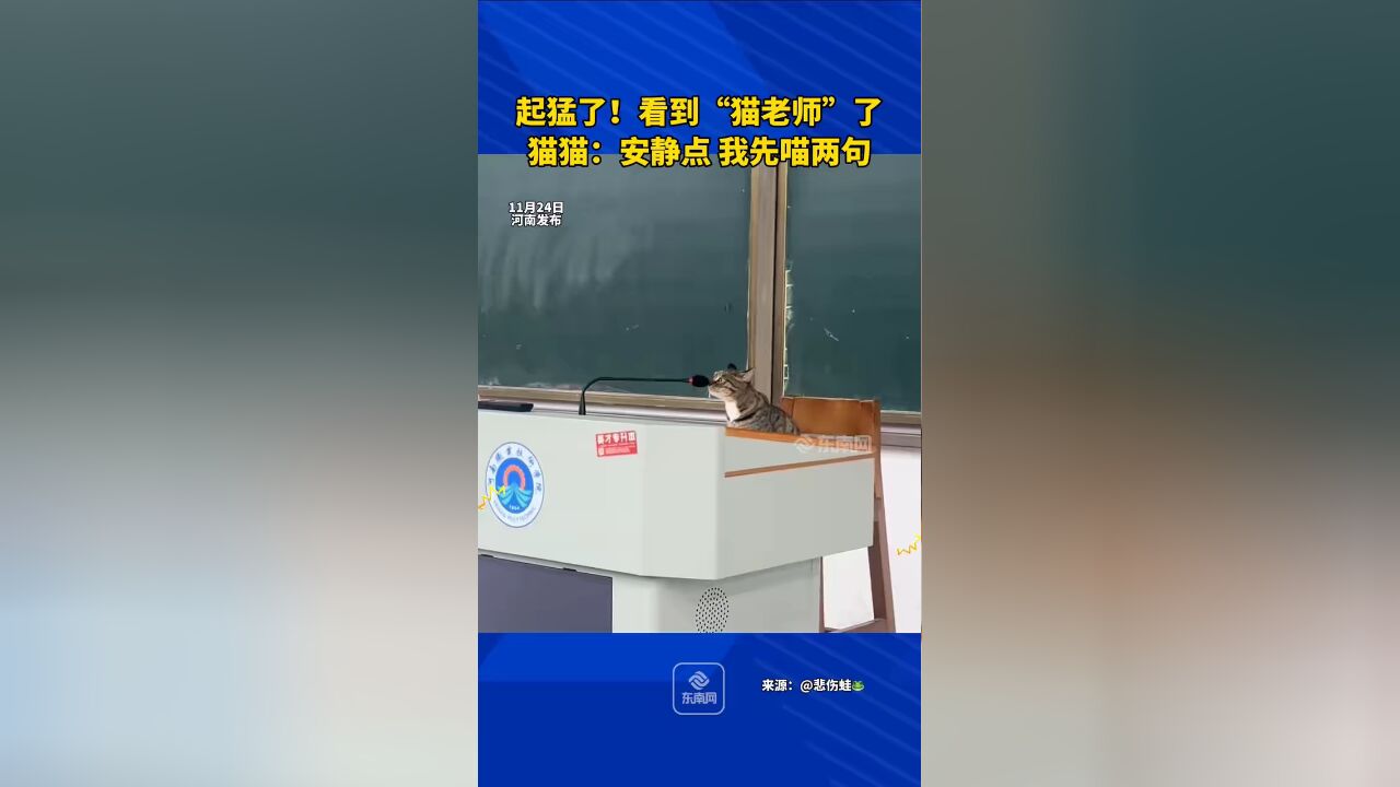 学校里的流浪猫也当上“老师”了……猫猫:安静点,我先喵两句