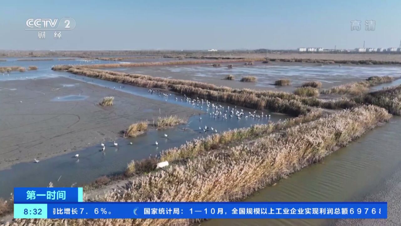 河北唐山:数千只东方白鹳翔集曹妃甸湿地