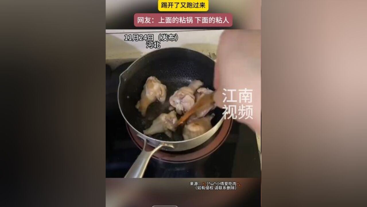 河北,正在煎鸡腿 猫咪过来撒娇,踢开了又跑过来,网友:上面的粘锅 下面的粘人