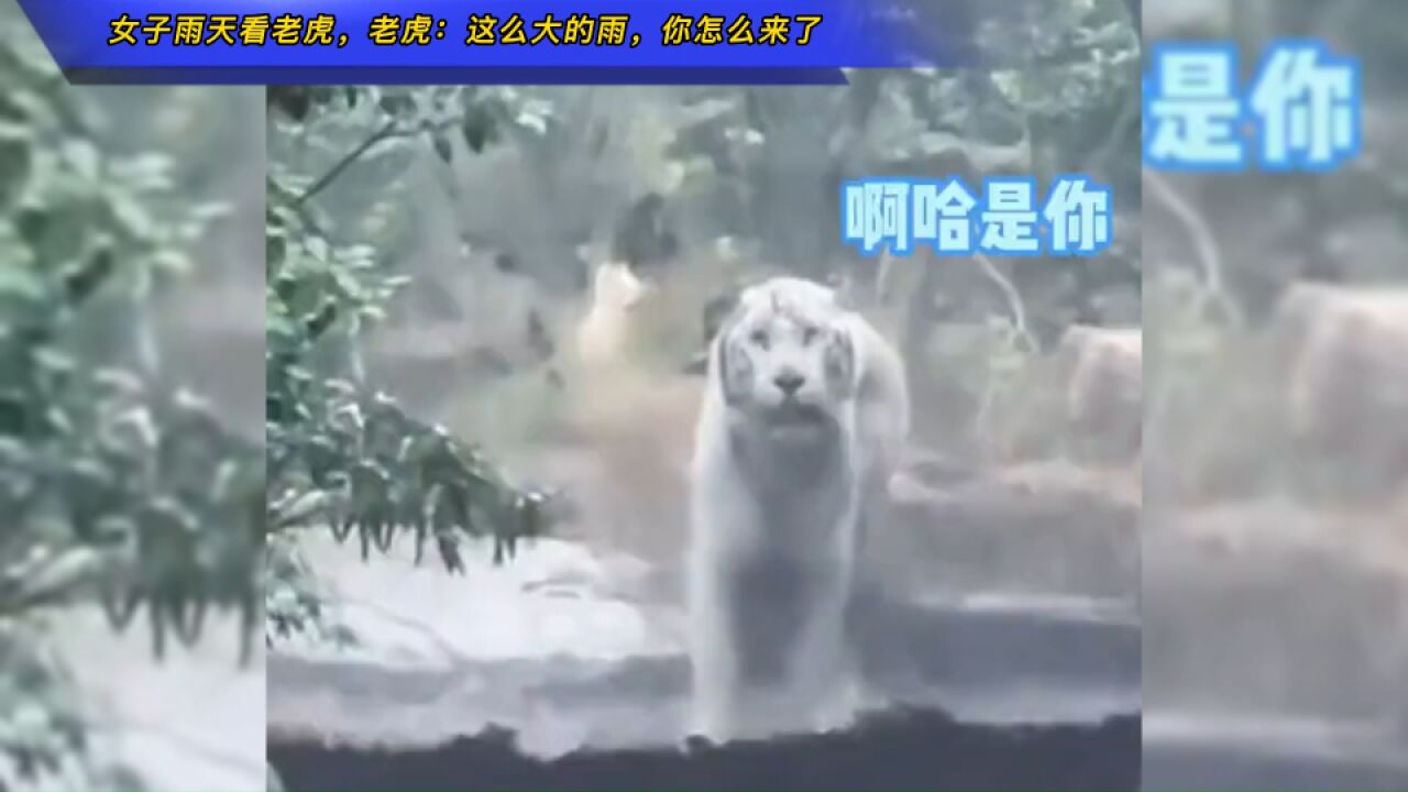 女子雨天看老虎,老虎:这么大的雨,你怎么来了?