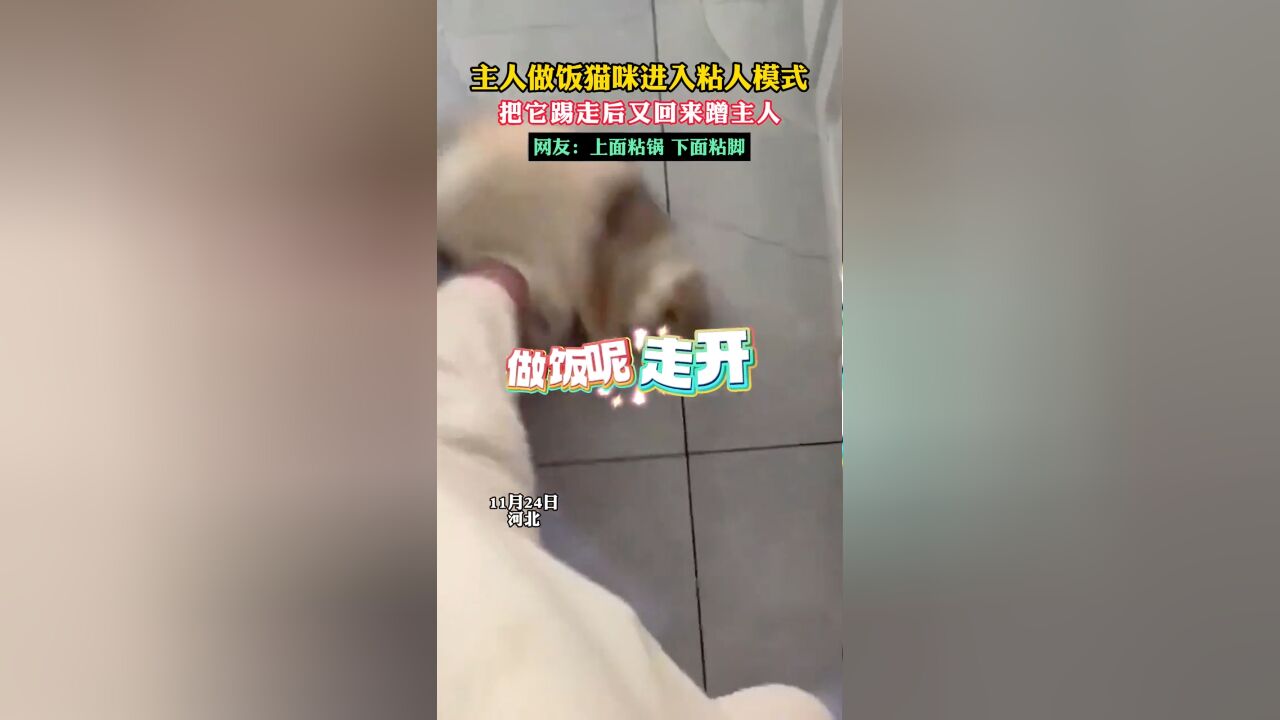 主人做饭猫咪进入粘人模式,把它踢走后又回来蹭主人,网友:上面粘锅 下面粘脚