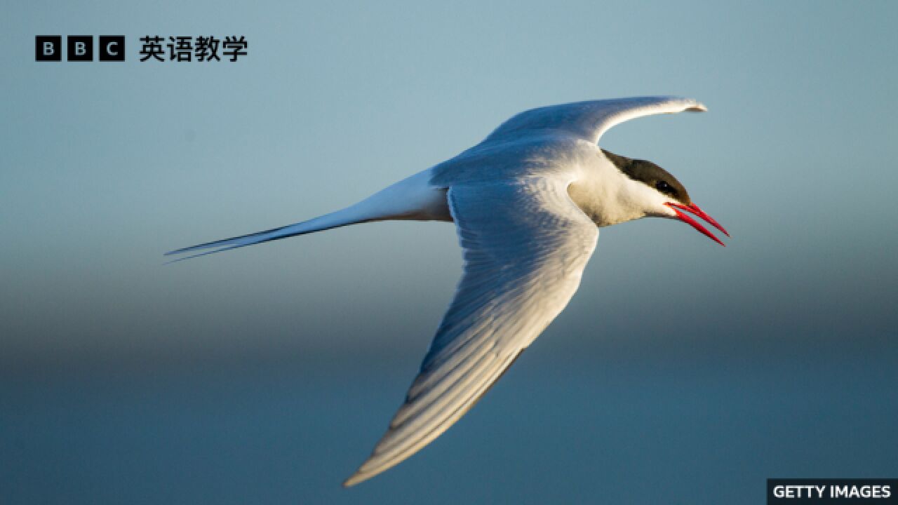 BBC随身英语:迁徙路线最长的候鸟 Arctic tern 北极燕鸥