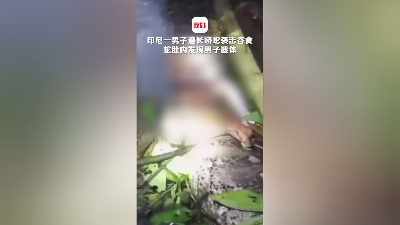 太残忍!印尼一男子遭长蟒蛇袭击吞食 蛇肚内发现男子遗体