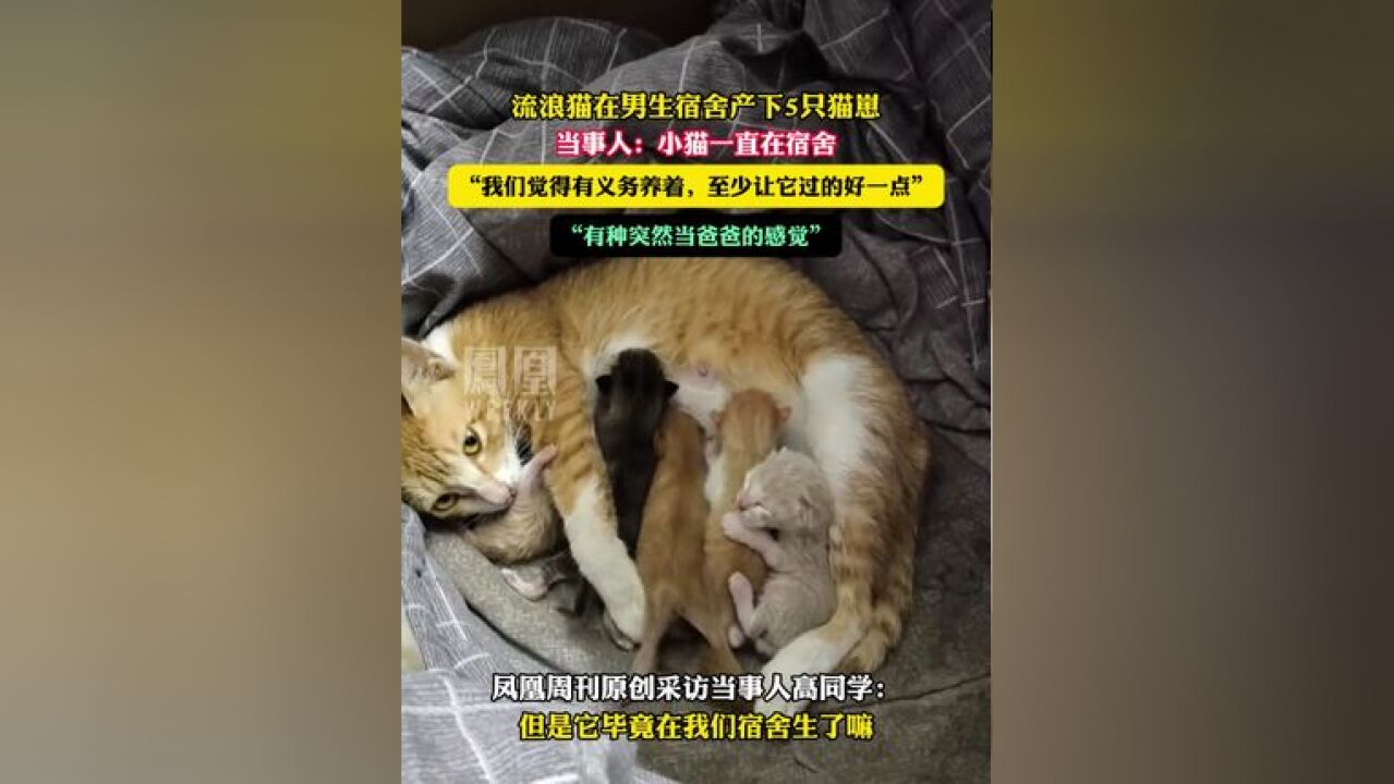 流浪猫在男生宿舍产下5只猫崽 感谢@黄豆饼 接受采访