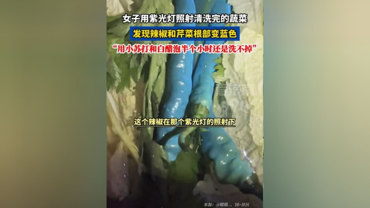 女子用紫光灯照射清洗完的蔬菜,发现辣椒和芹菜根部变蓝色