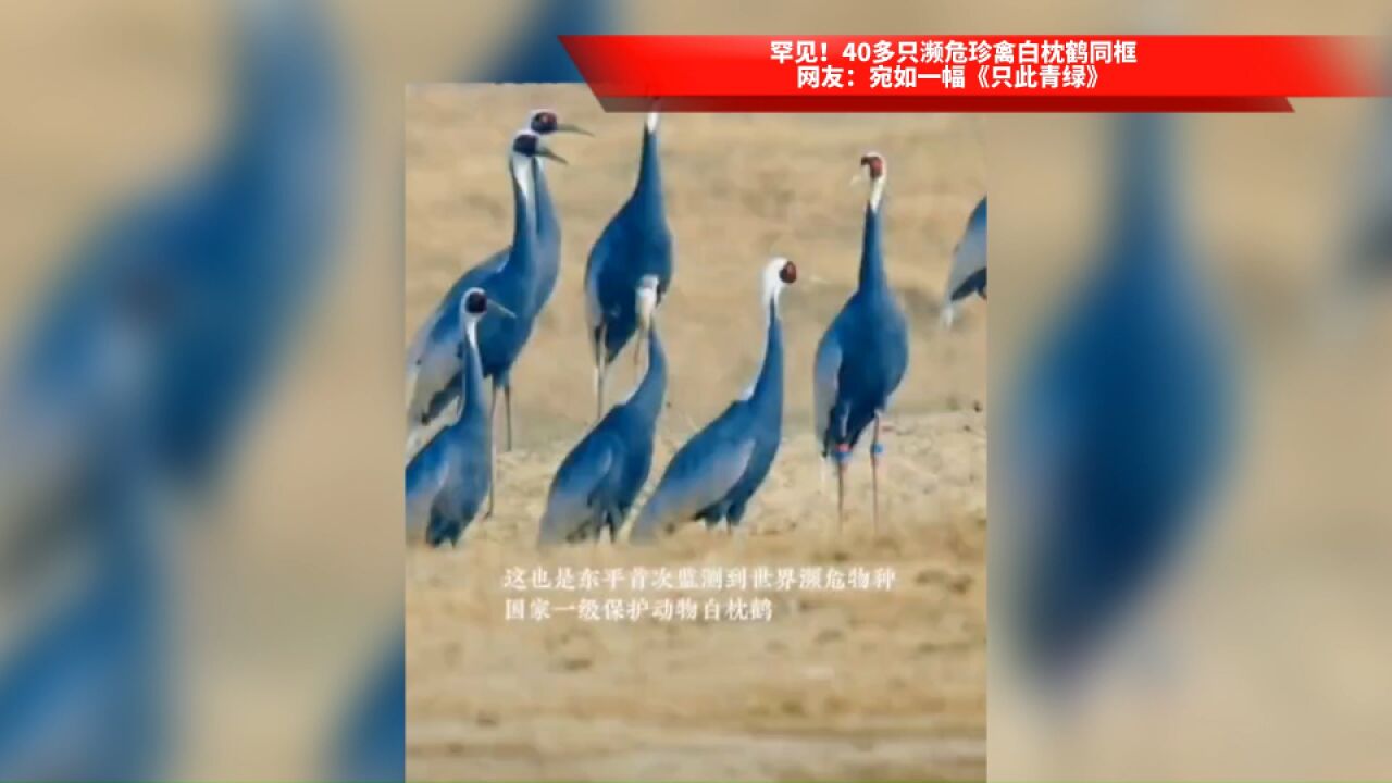 罕见!40多只濒危珍禽白枕鹤同框,网友:宛如一幅《只此青绿》