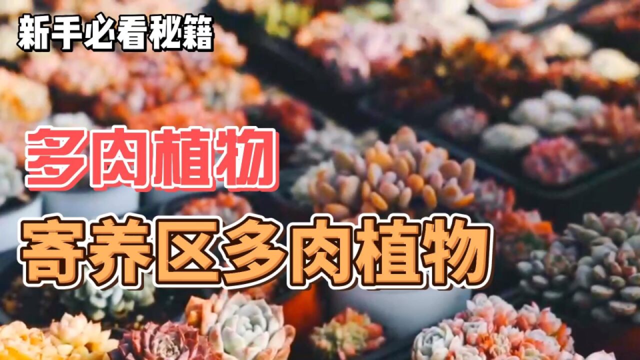 寄养区肉友要换多肉,小帅挑了几款,肉友帮忙看看选哪款