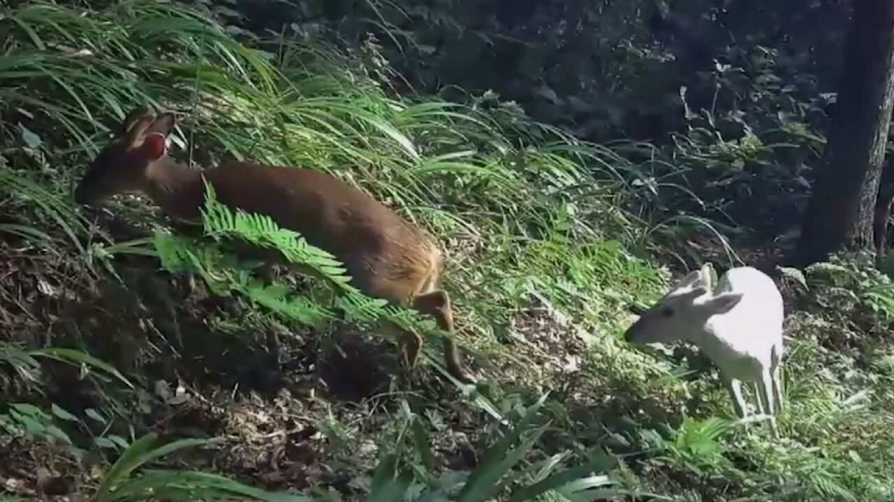 “瑞兽”出没!湖北发现罕见白麂,黄白双麂罕见同框觅食