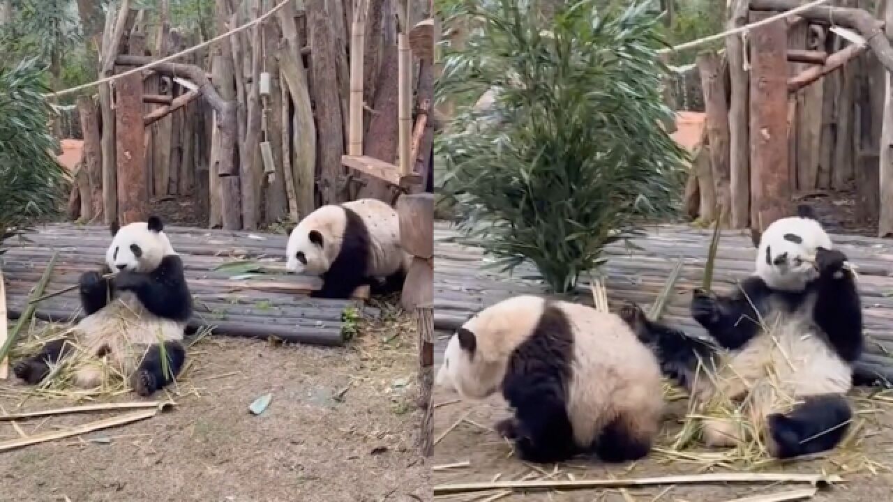 大熊猫花花太宠弟弟了!乖乖当弟弟的餐桌脚垫,一动不动任劳任怨