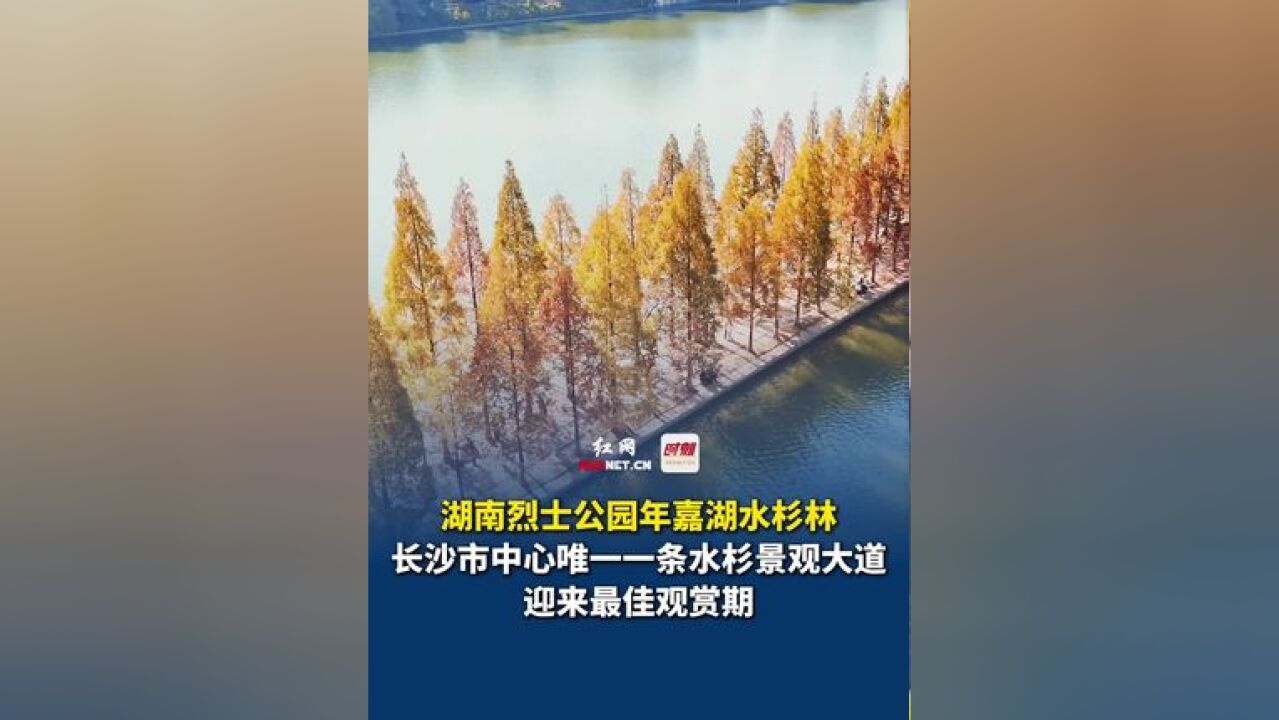 长沙市中心唯一一条水杉景观大道,湖南烈士公园年嘉湖水杉林迎来最佳观赏期!