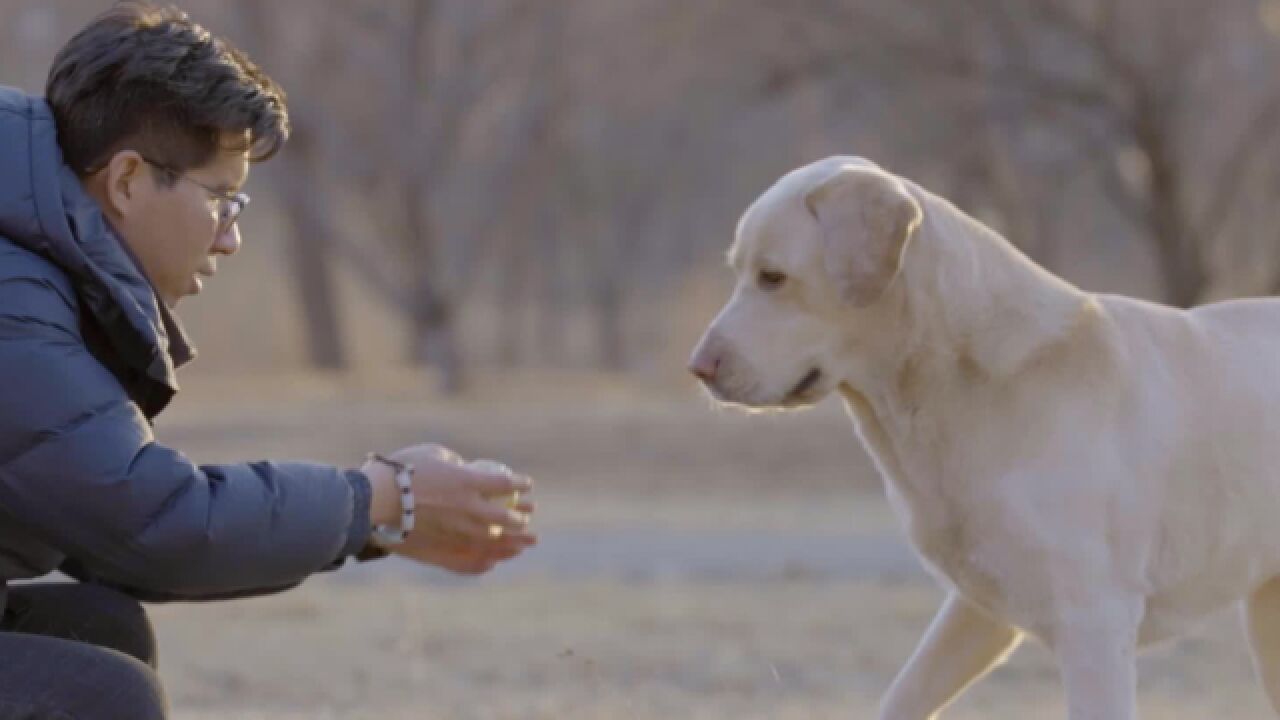 冬天的故事丨暖心!导盲犬和主人的双向奔赴