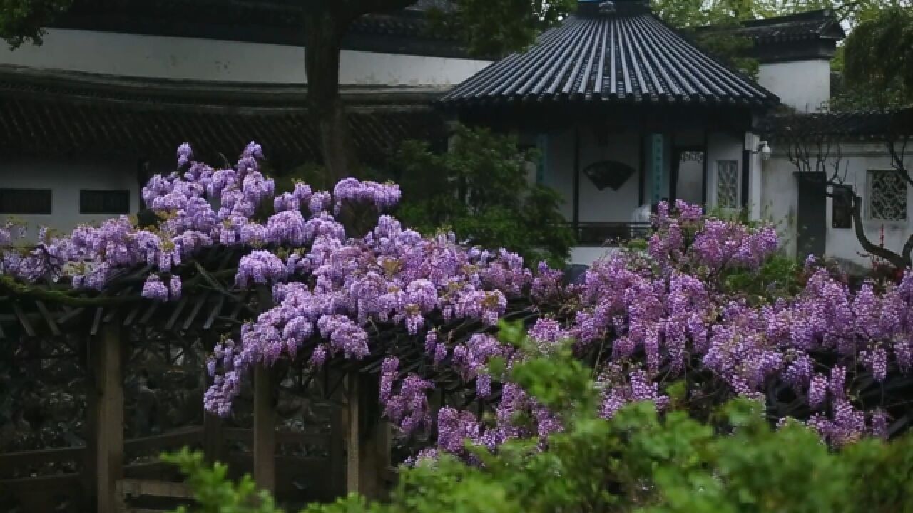 意境之美!一起来看江南烟雨中狮子林紫藤绽放