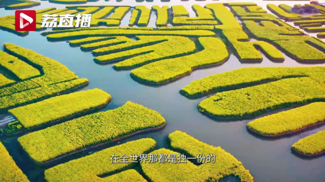 游遍江苏丨在兴化千垛油菜花海赏全世界独一份的美景