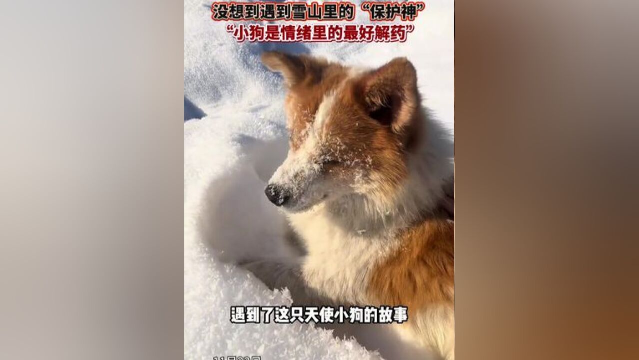 女生心情低落去新疆爬雪山,在山顶脚打滑后尖叫,没想到山下的小狗听到后赶来一直陪着她”