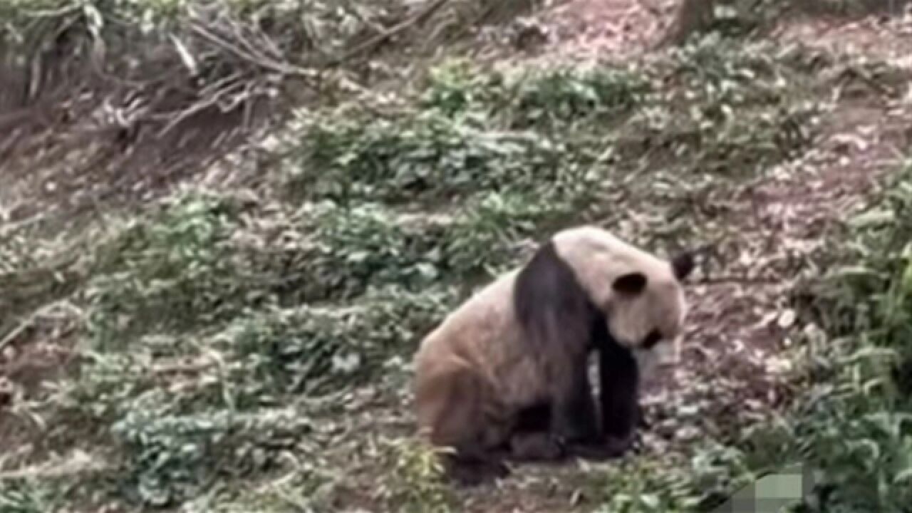 碧峰峡基地一熊猫瘦得皮包骨?基地:毛少显瘦,无健康问题