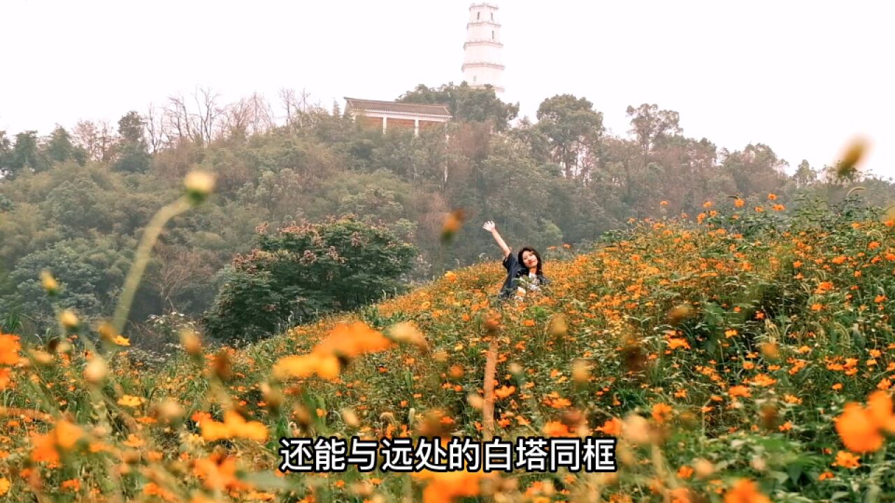 江北的塔山公园,给了我同时拥有三片花海的快乐!