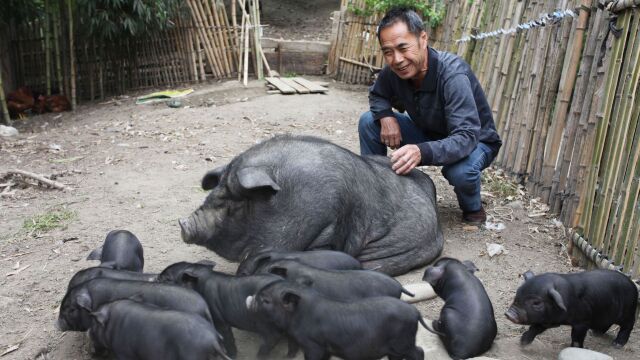 陕西秦岭山村村民养香猪不愁卖,香猪合作社提供仔猪收购育肥猪