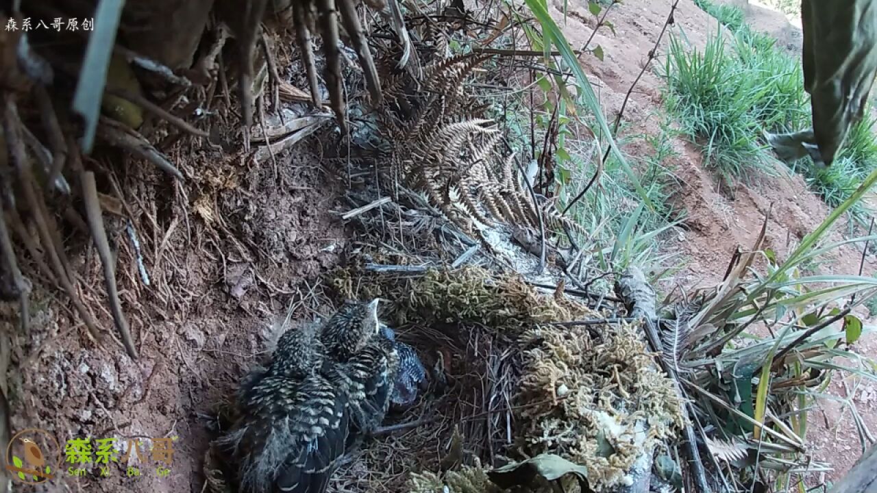 杜鹃鸟抢食物抢不过其他小鸟,被压在底下哀嚎