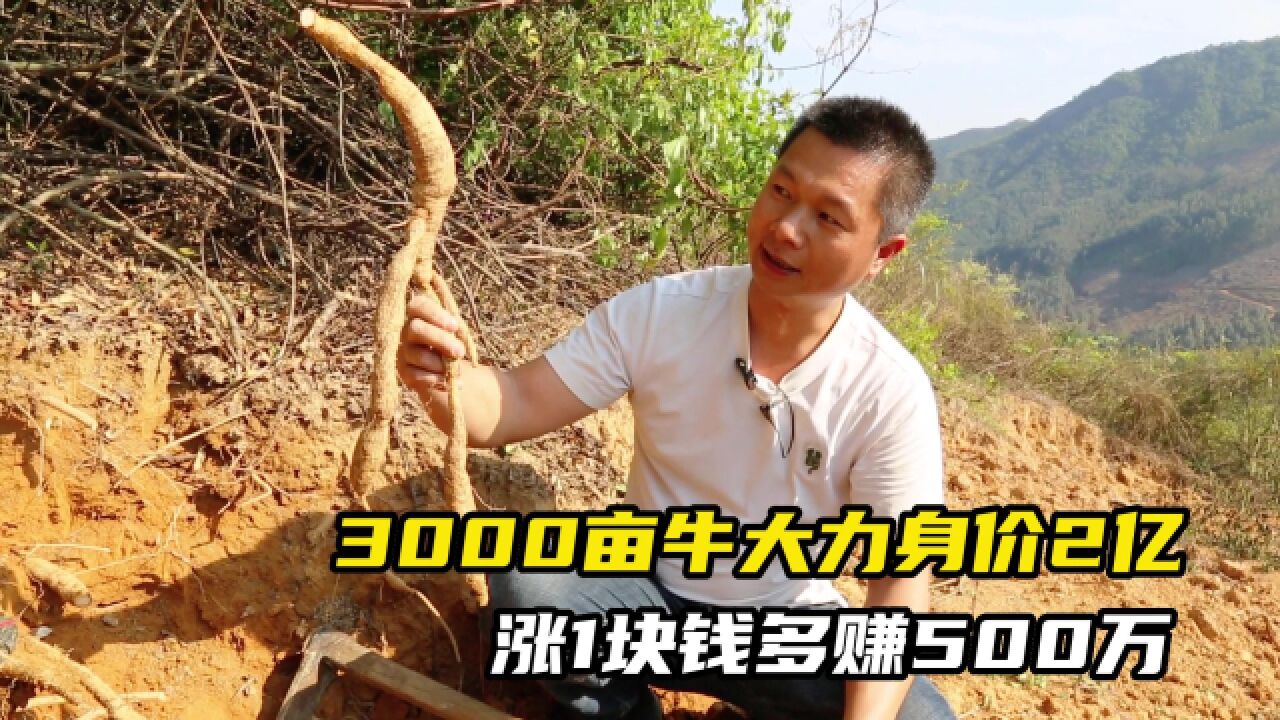 大哥种牛大力7年,3000亩最少卖2亿,涨一块钱多赚500万,真赚钱