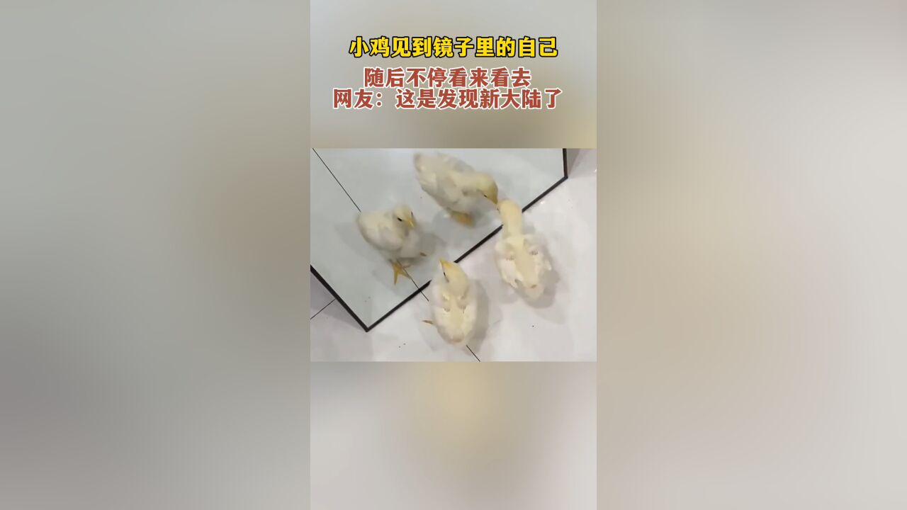 小鸡见到镜子里的自己,随后不停看来看去