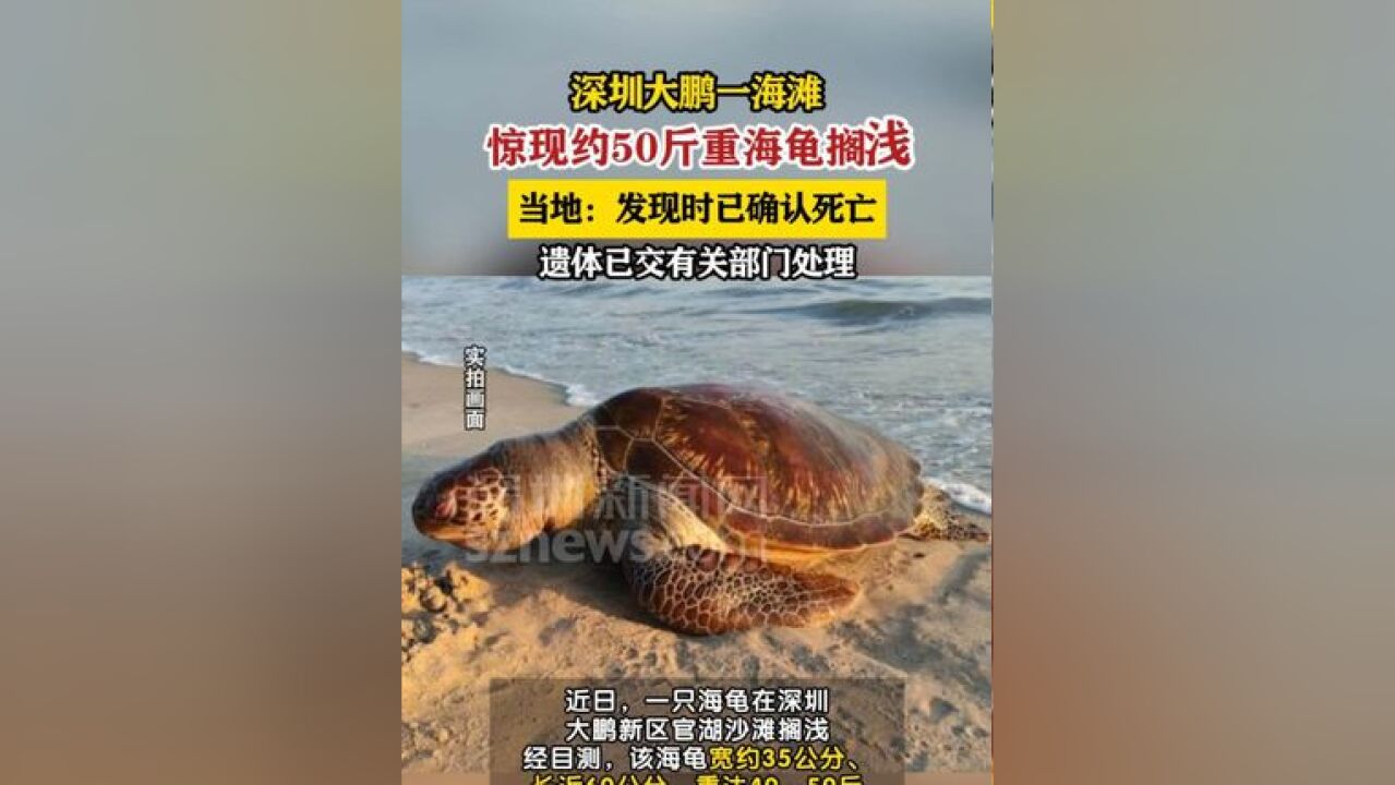 深圳大鹏一海滩惊现海龟搁浅