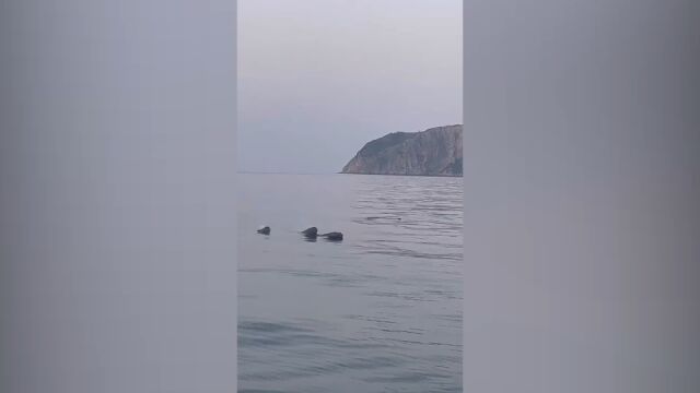 20头海兽浮出海面 专家:是江豚,规模较为罕见