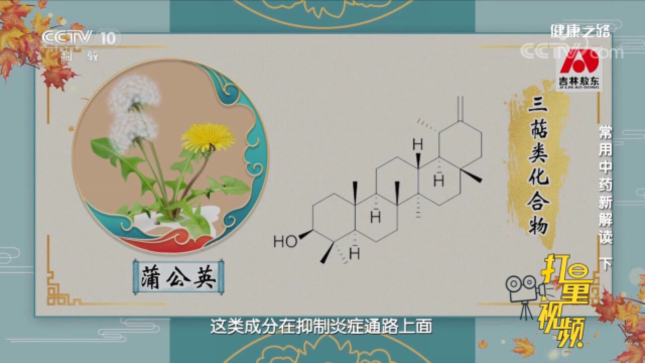 蒲公英含有的三萜类化合物,能抑制白细胞介素等致炎物质发挥作用