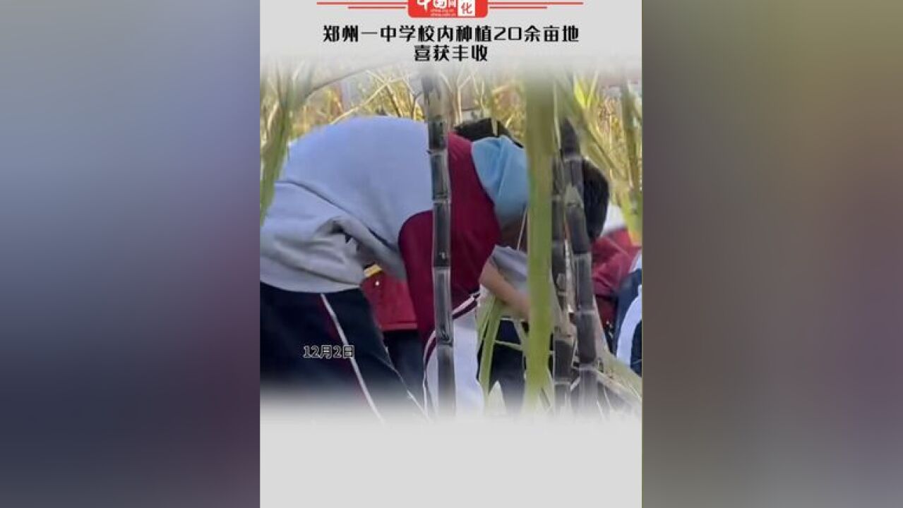 郑州一中学校内种植20余亩地喜获丰收