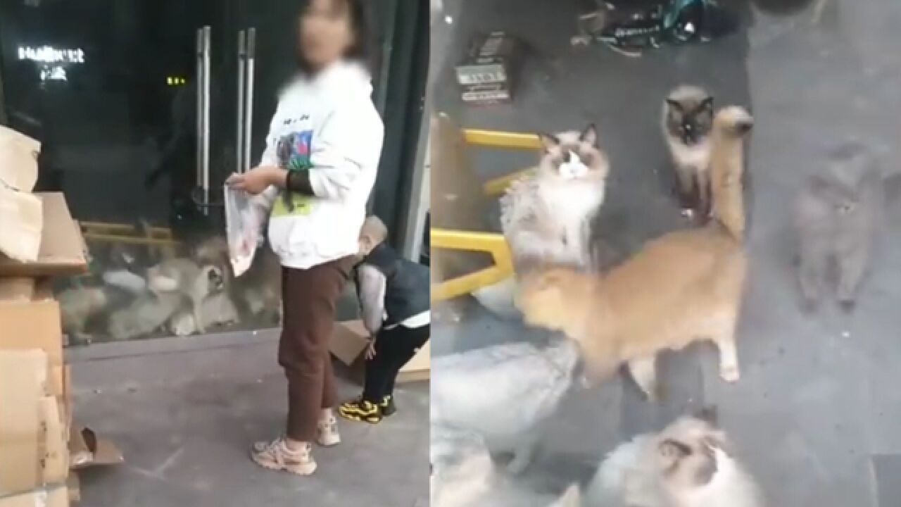 重庆一猫咖店20只猫饿到自相残杀?店主称系造谣将起诉,街道办回应