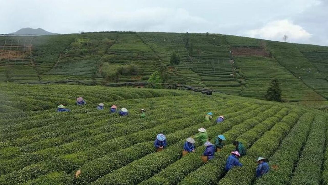 春雨茶园美如画 茶山上感受劳作之美