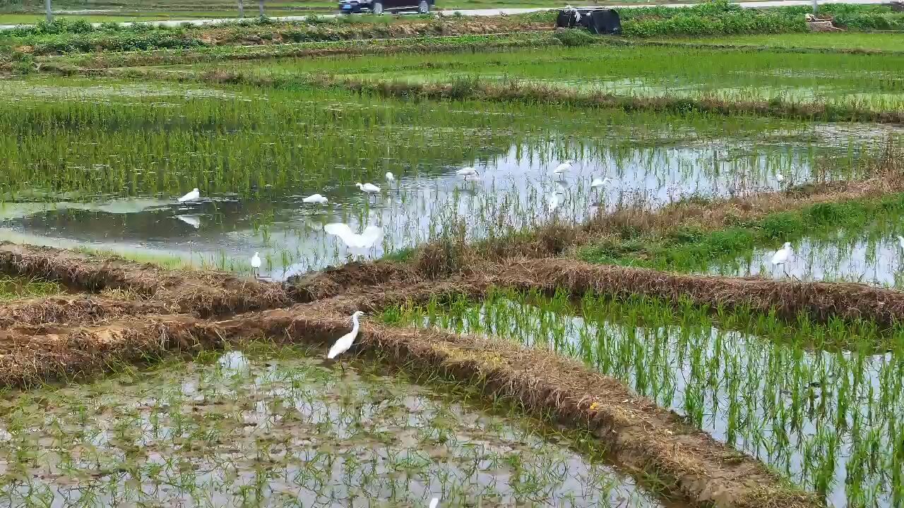 白鹭翩飞闹春耕 绘出乡村生态美