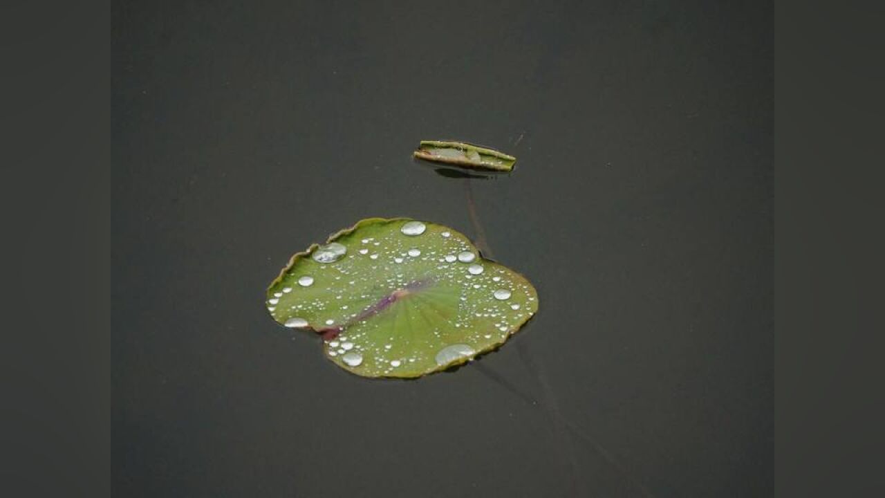 杭州春雨绵绵 断桥荷区小荷已露尖尖角