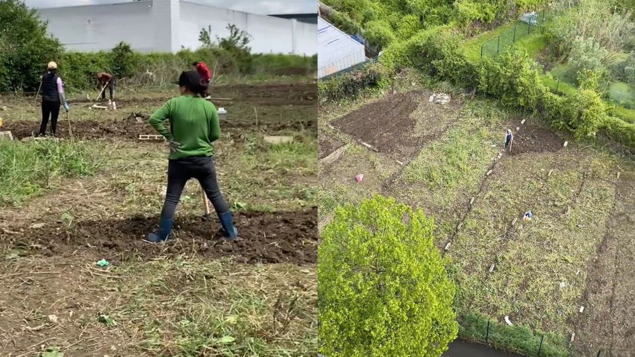 种菜DNA觉醒!华人在巴黎开垦荒地种菜,老外帮助申请土地