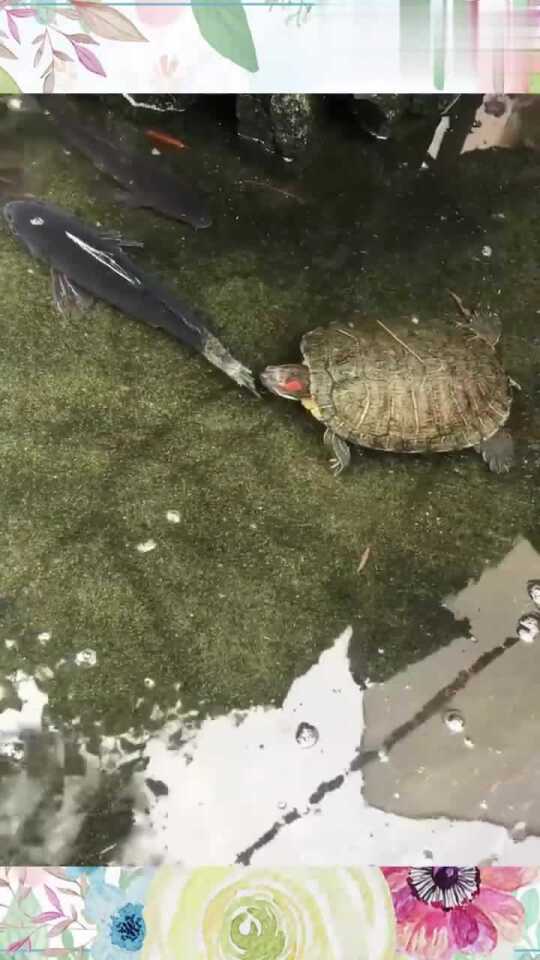 Thumbplayer Poster Plugin Image