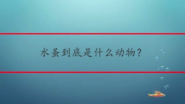 水蚤到底是什么动物?