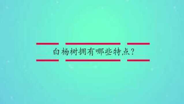 白杨树拥有哪些特点?