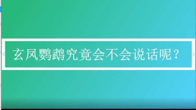 玄凤鹦鹉究竟会不会说话呢?