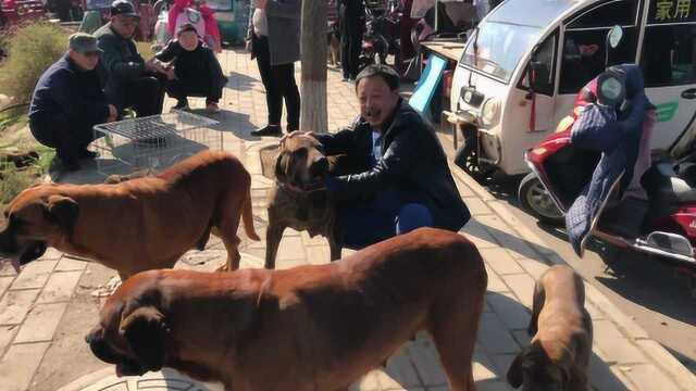 这两种大型犬,凶猛中有可爱,大家一起来欣赏下