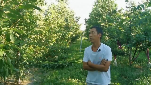 樱桃树初果期,旺树六七月份控水也能有利于花芽形成