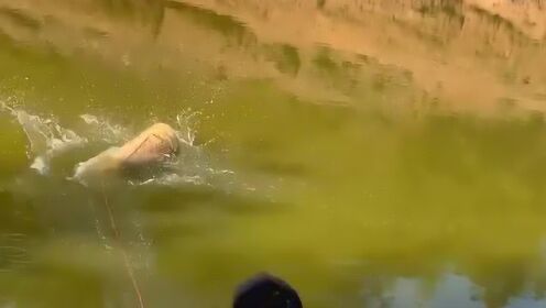 农村户外钓鱼的小哥哥,居然用这么大块猪肝,这本钱可是够大的!