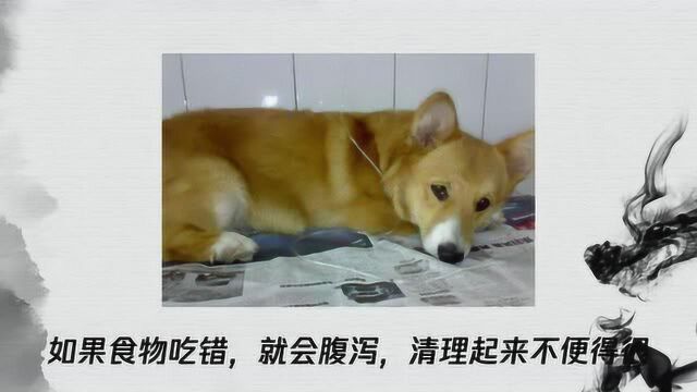 柯基犬的五大缺陷