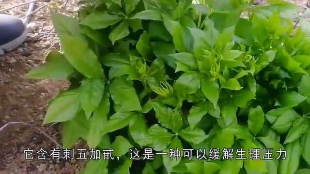 刺五加,大家知道吗?它是一种药食同源的野菜,营养价值媲美人参