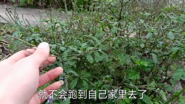 马鞭草,农村小路边常见的野草,了解下!或许对你有帮助