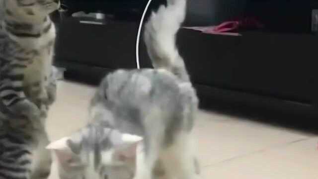 Baby Dog & Cat阿猫阿狗大全 #1